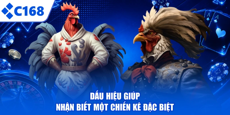 Dấu hiệu giúp nhận biết một chiến kê đặc biệt